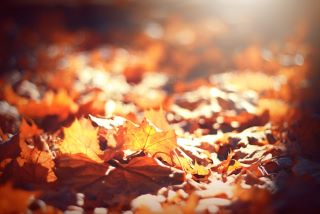 autumn leaves in orange and yellow