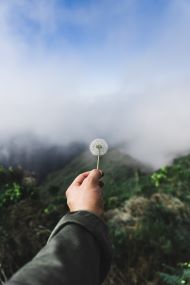 man's hand holding a dandelion clock up to the sky