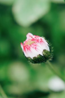 a flower bud about to open