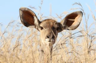 a dear-like animal with enormous ears