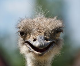 a tired looking ostrich