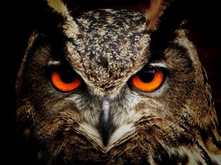 owl with staring orange eyes