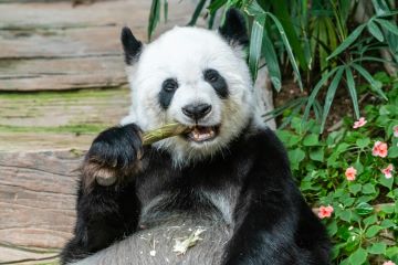  a panda chewing bamboo