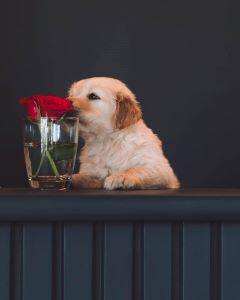 labrador puppy smelling a flower