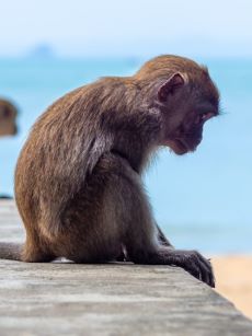 sad monkey looking lonely 