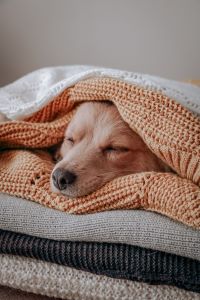 a dog sleeping on a pile of blankets