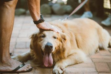 a golden retriever lying down and being being patted on the head